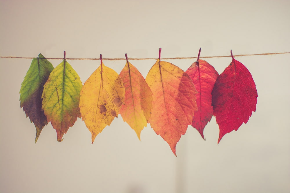 Leaves in a line where each one is a different color through Fall